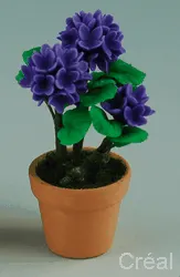 Hortensia lila